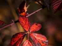 Rotgefärbte Blätter an Strauch